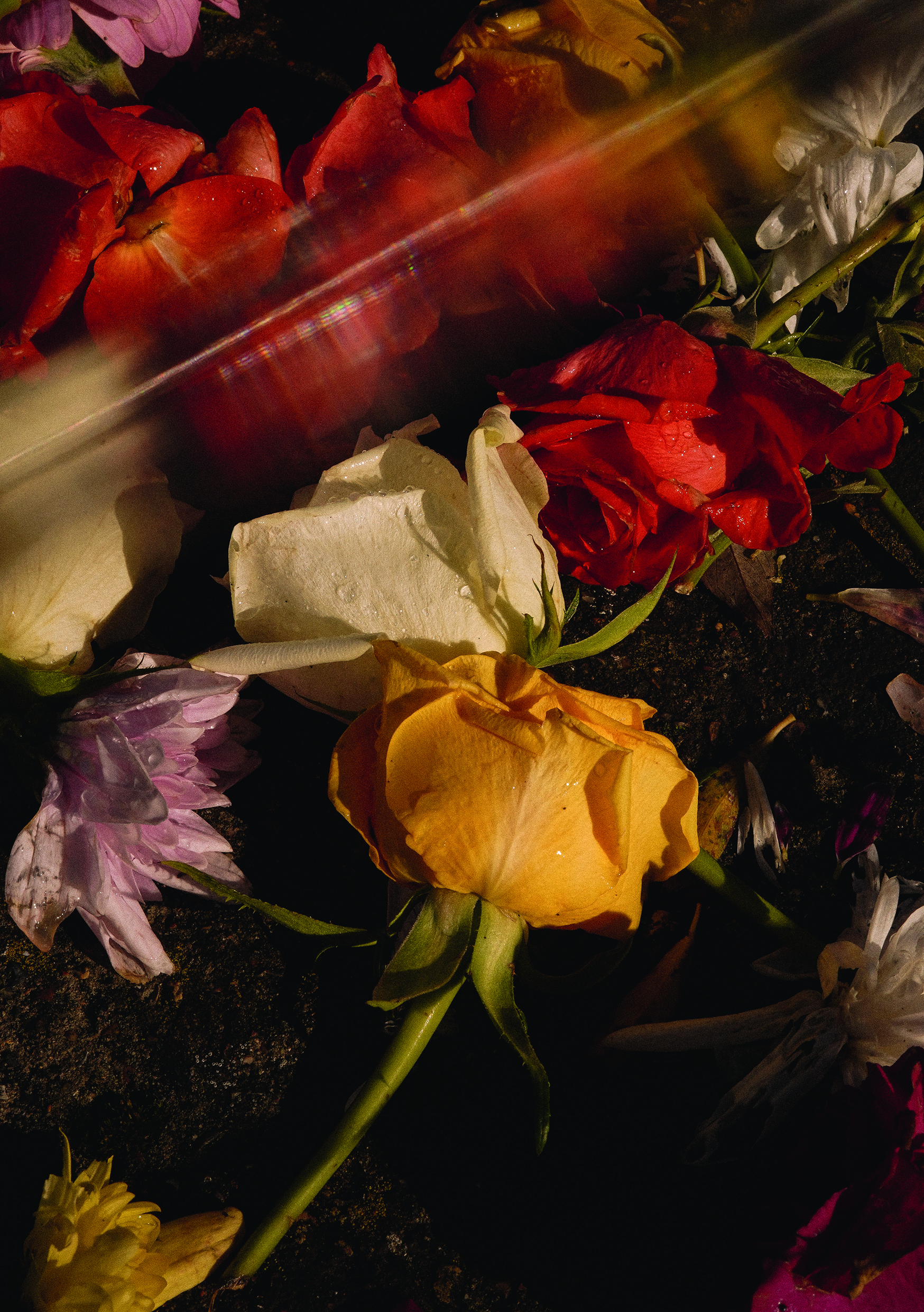 Colour photograph of red, white and yellow roses lying discarded on dark ground, lit dramatically from one side.
