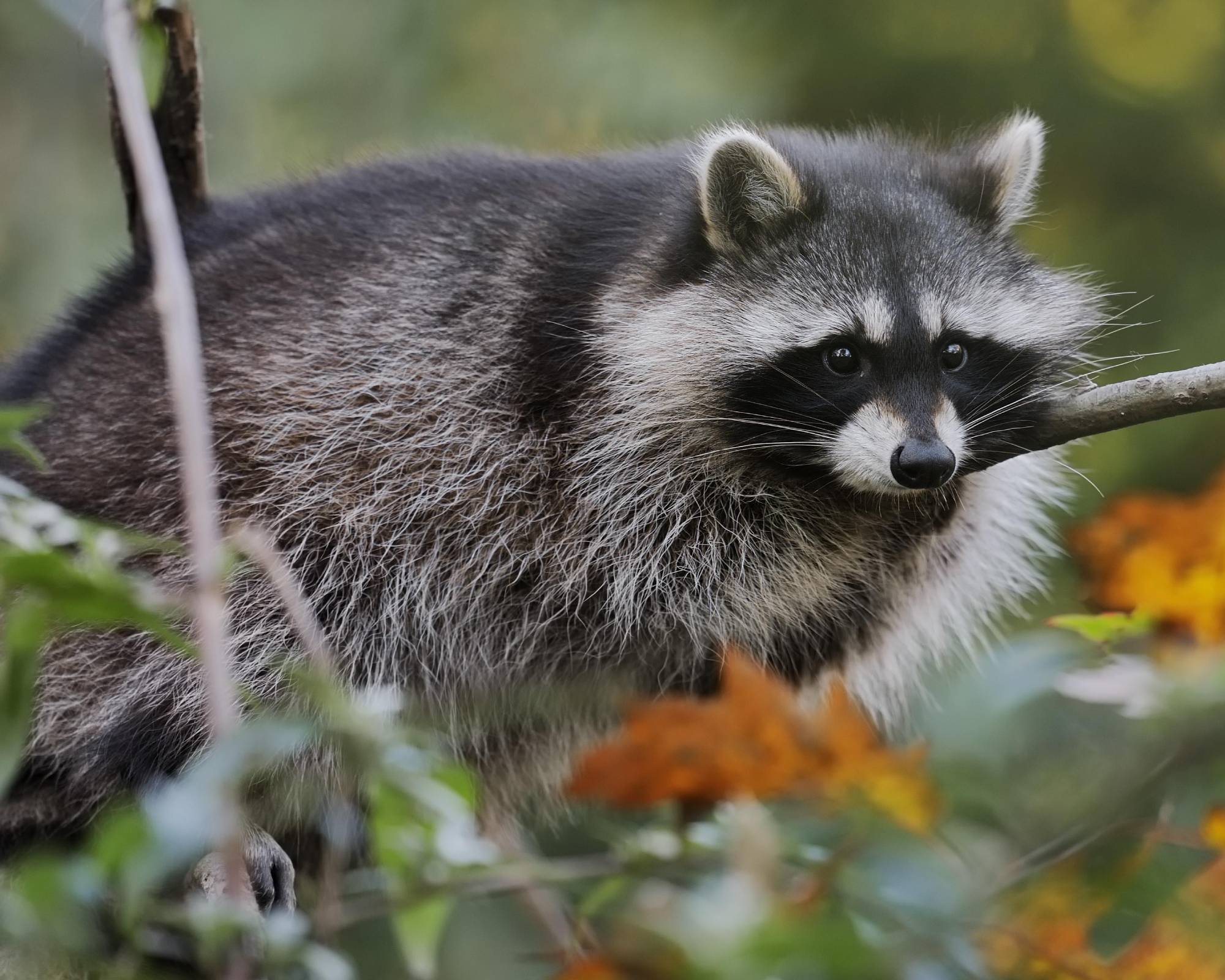 Raccoon resting in tree