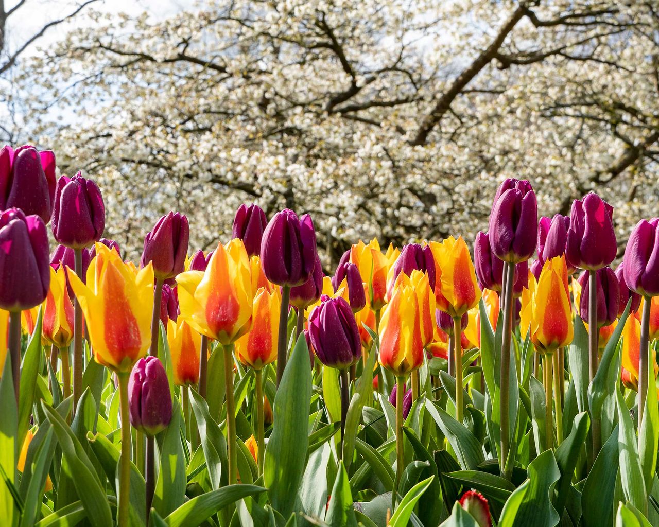 How and when to plant tulip bulbs expert advice Gardeningetc