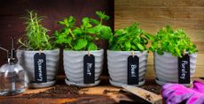Herbs being grown indoors in pots