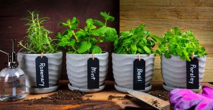 Herbs being grown indoors in pots