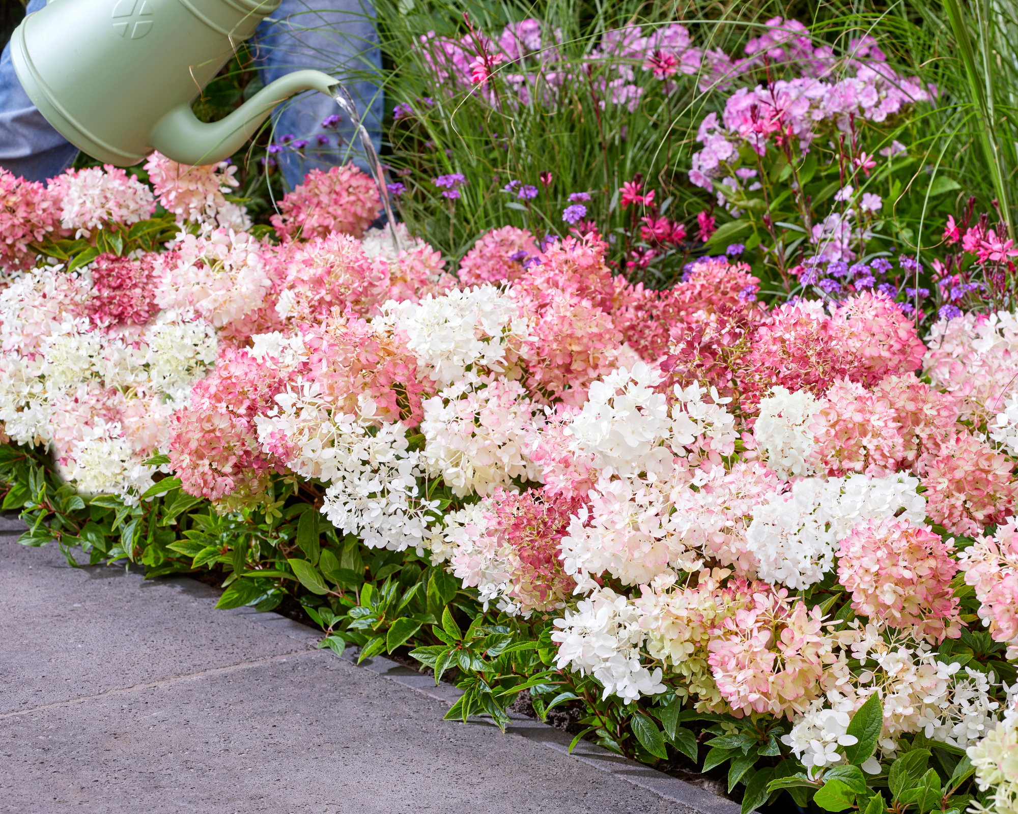 Hydrangea Groundbreaker
