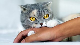 How to discipline a cat: Scottish Fold biting a woman's hand