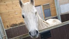 Tiggy-now-1.jpg