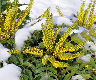 mahonia Charity flowering in winter garden display