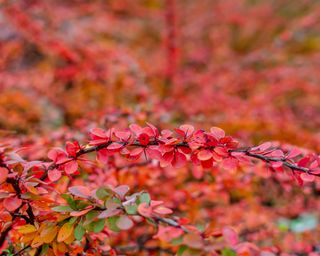 red leaves of Berberis thunbergii (Japanese barberry)