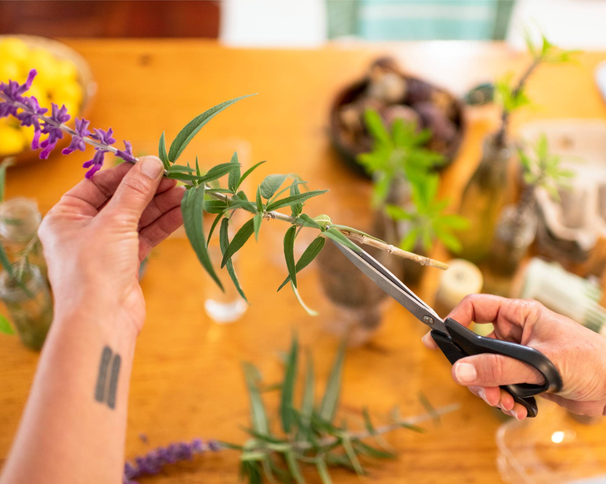 Propagating sage cuttings