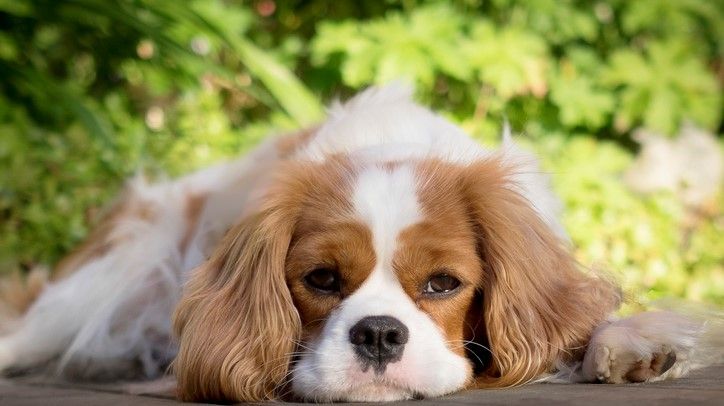 The most popular small dog breeds: Ten tiny pooches you’ll love | PetsRadar