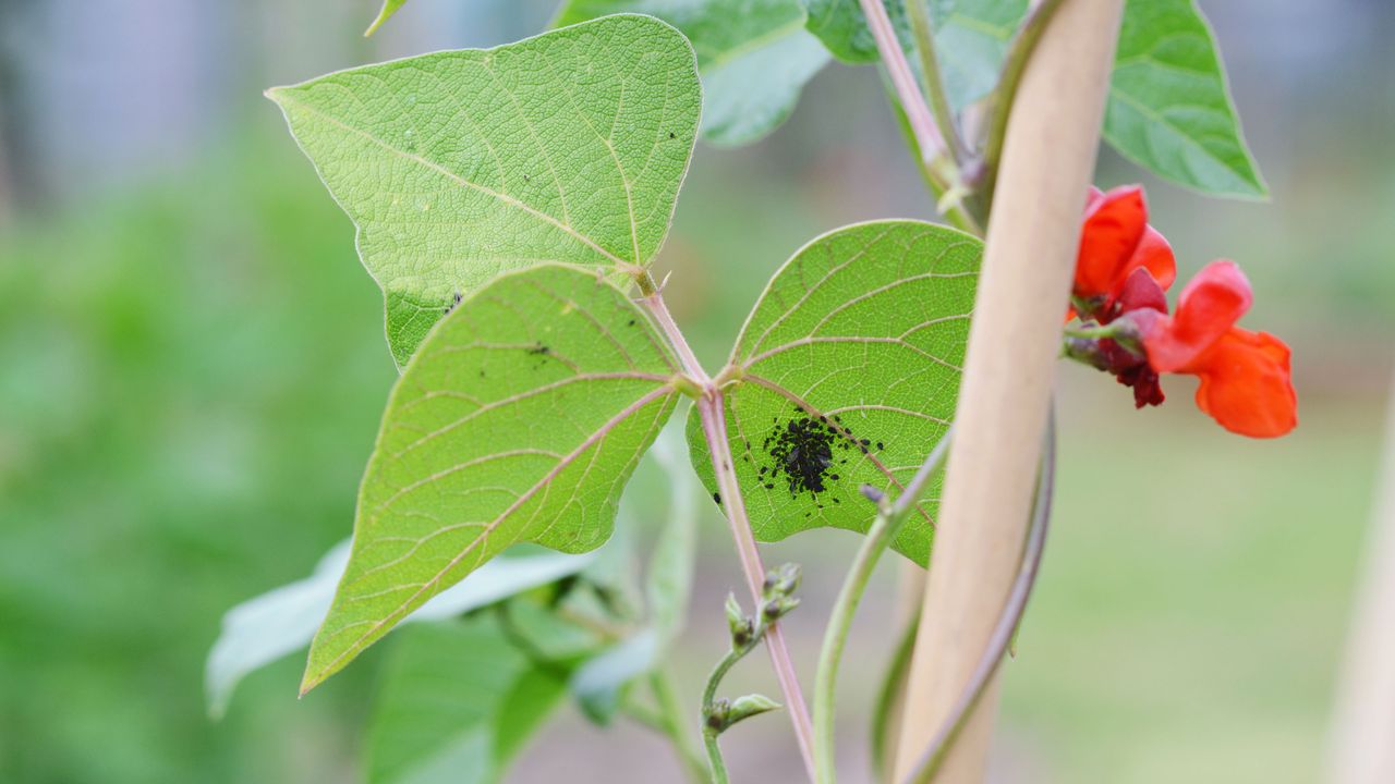 Blackfly aphids on a runner bean leaf - sarahdoow - GettyImages 1014106898