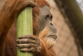 61-year-old Inji was believed to be the oldest orangutan in the world