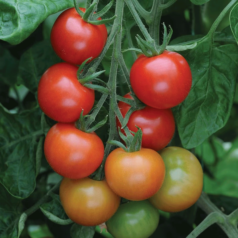 Tomato (cherry) 'Gardeners Delight' | £6.99 at Crocus
