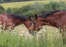 are midges worse this year