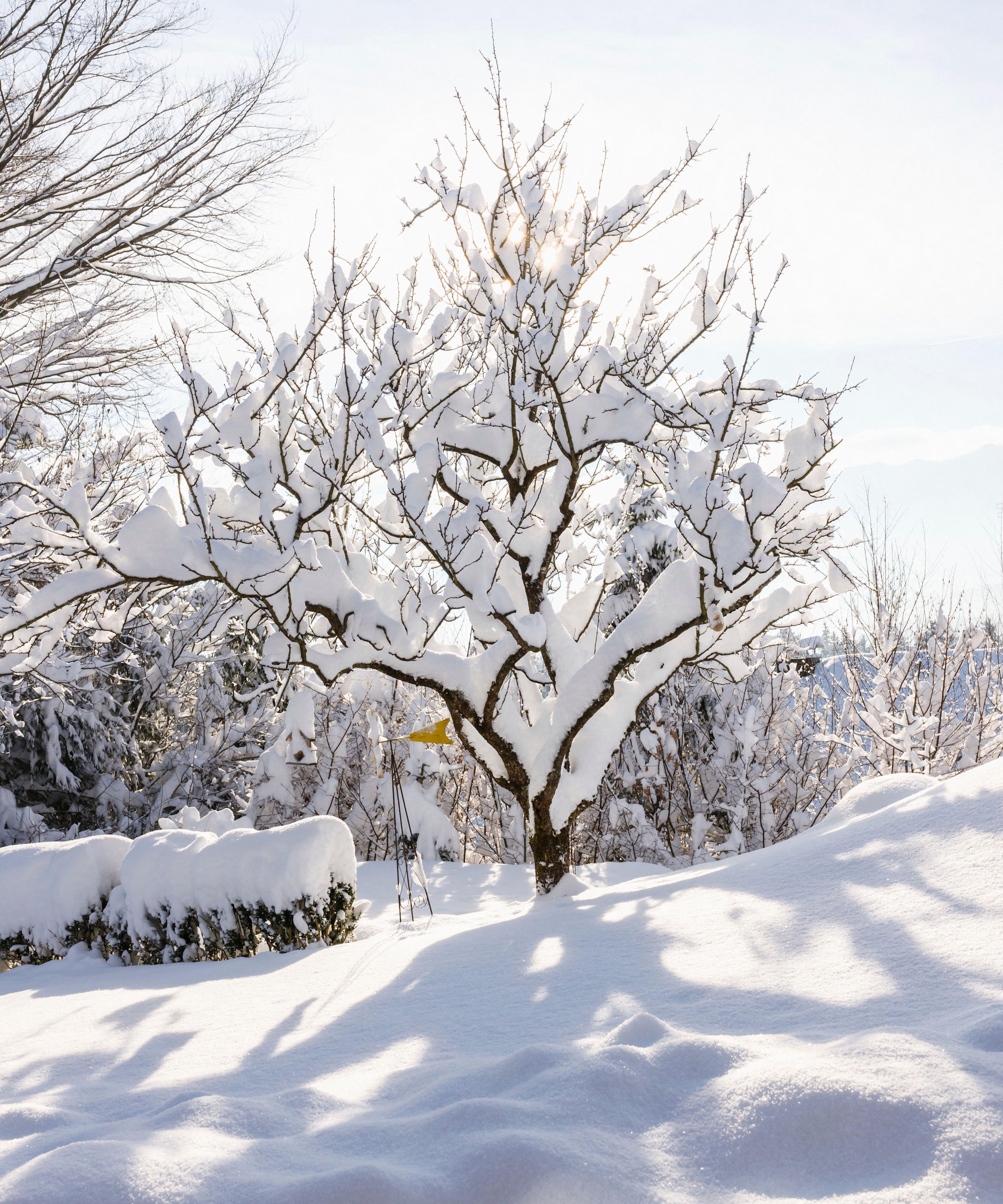 Snow covered tree