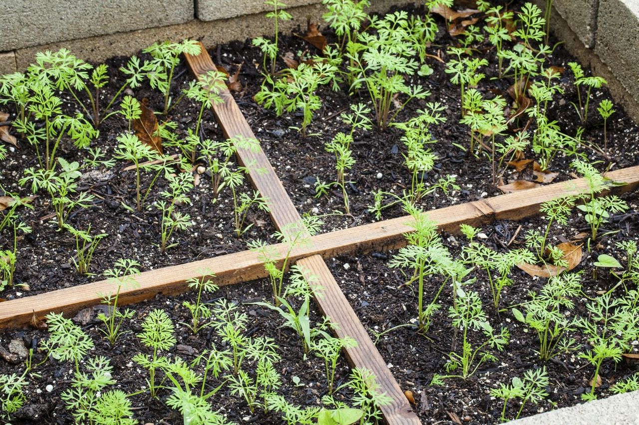 garden layout