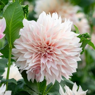 A light pink Dahlia in full bloom with spiky petals and surrounded by greenery