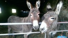 Donkeys.jpg