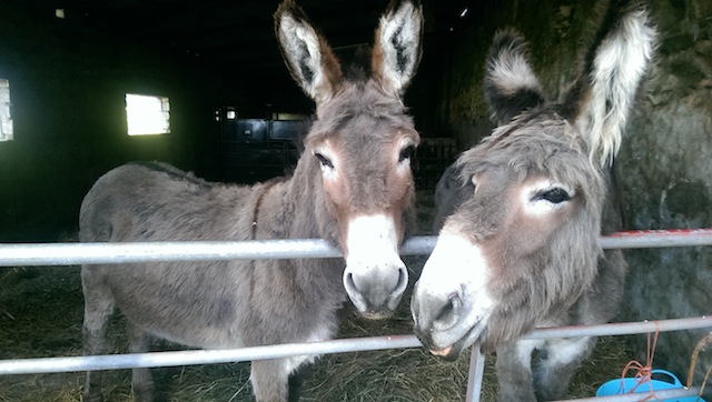 Donkeys.jpg