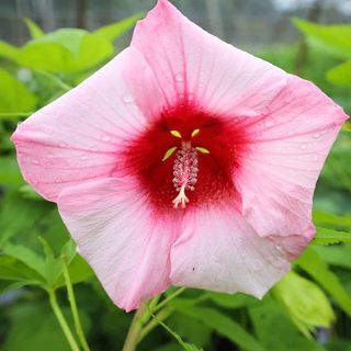 Hibiscus 'Lady Baltimore' with pink bloom