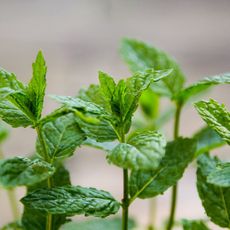 Close up of mint plants