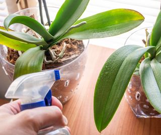 Hand spritzing mist on orchid leaves