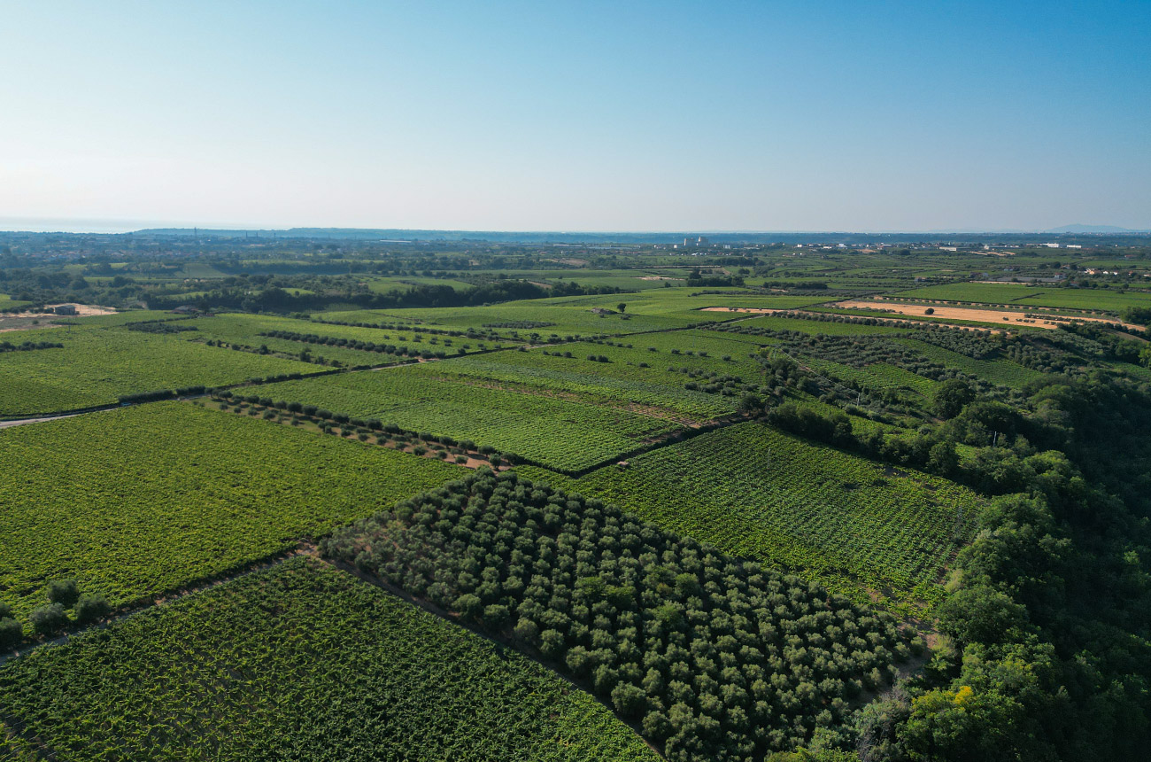 Views over green vines with blue sky in the background