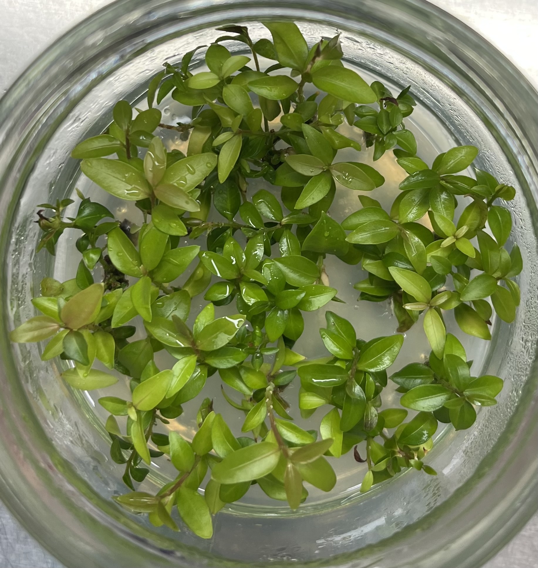 Plant shoot tips in a lab dish seen from above.