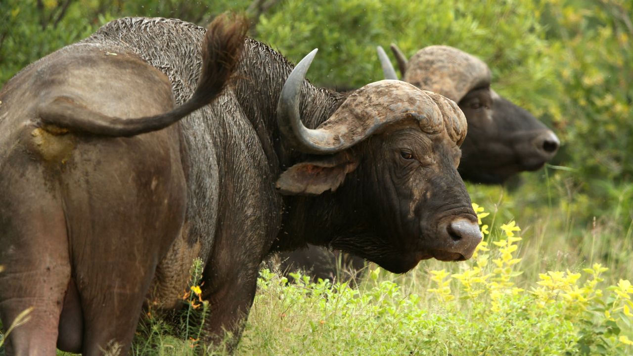 buffalo