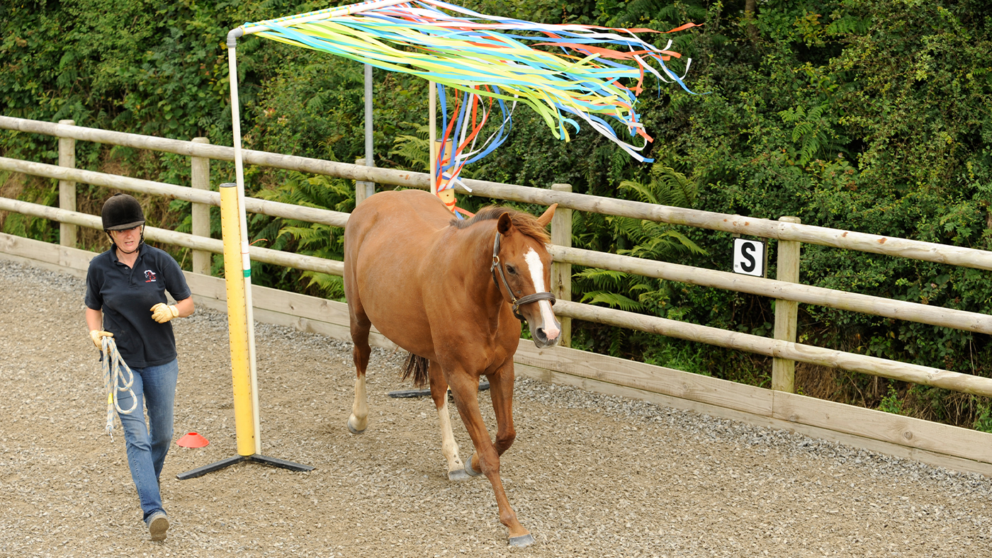 Curtain obstacle horse agility