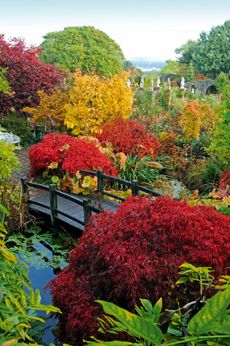 A. palmatum ‘Inaba-shidare’ in the foreground, with yellow A. palmatum ‘Sango-kaku’. Larch Cottage, Cumbria. ©Val Corbett for Country Life