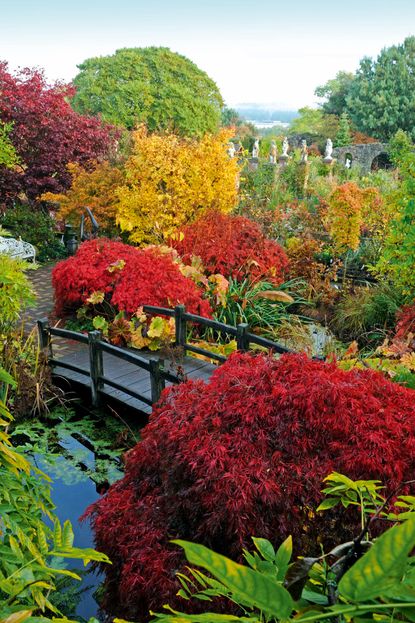 A. palmatum &lsquo;Inaba-shidare&rsquo; in the foreground, with yellow A. palmatum &lsquo;Sango-kaku&rsquo;. Larch Cottage, Cumbria. &copy;Val Corbett for Country Life
