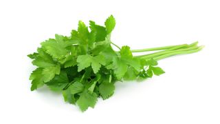 Bunch of cilantro on white background