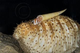 A specimen of the hermit crab (Pylopagurus discoidalis) "riding" a sea cucumber.