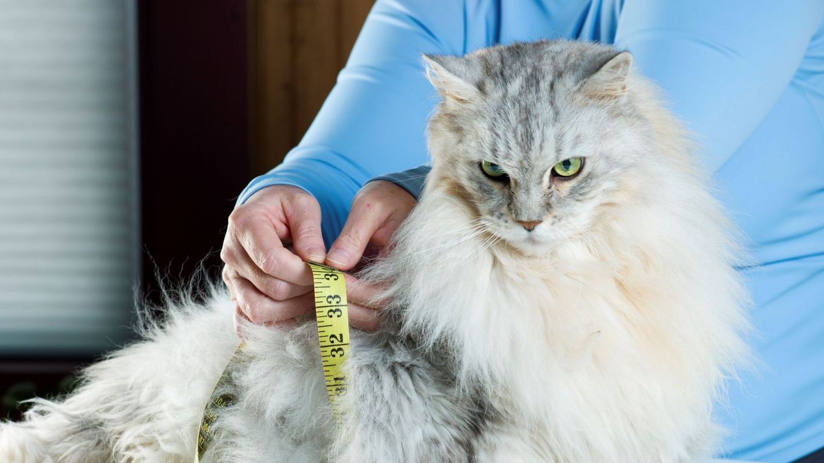 Is my cat overweight? | PetsRadar