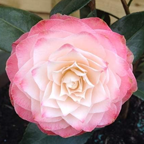 a pink camellia flower close up