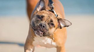 dog shaking his head on beach