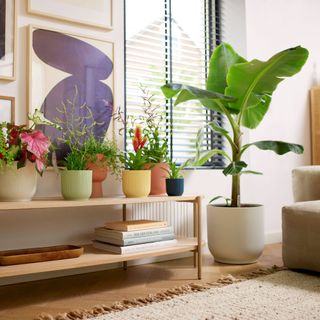 Various selection of potted houseplants displayed in living room