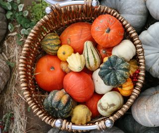 Pumpkins and squash in a basket