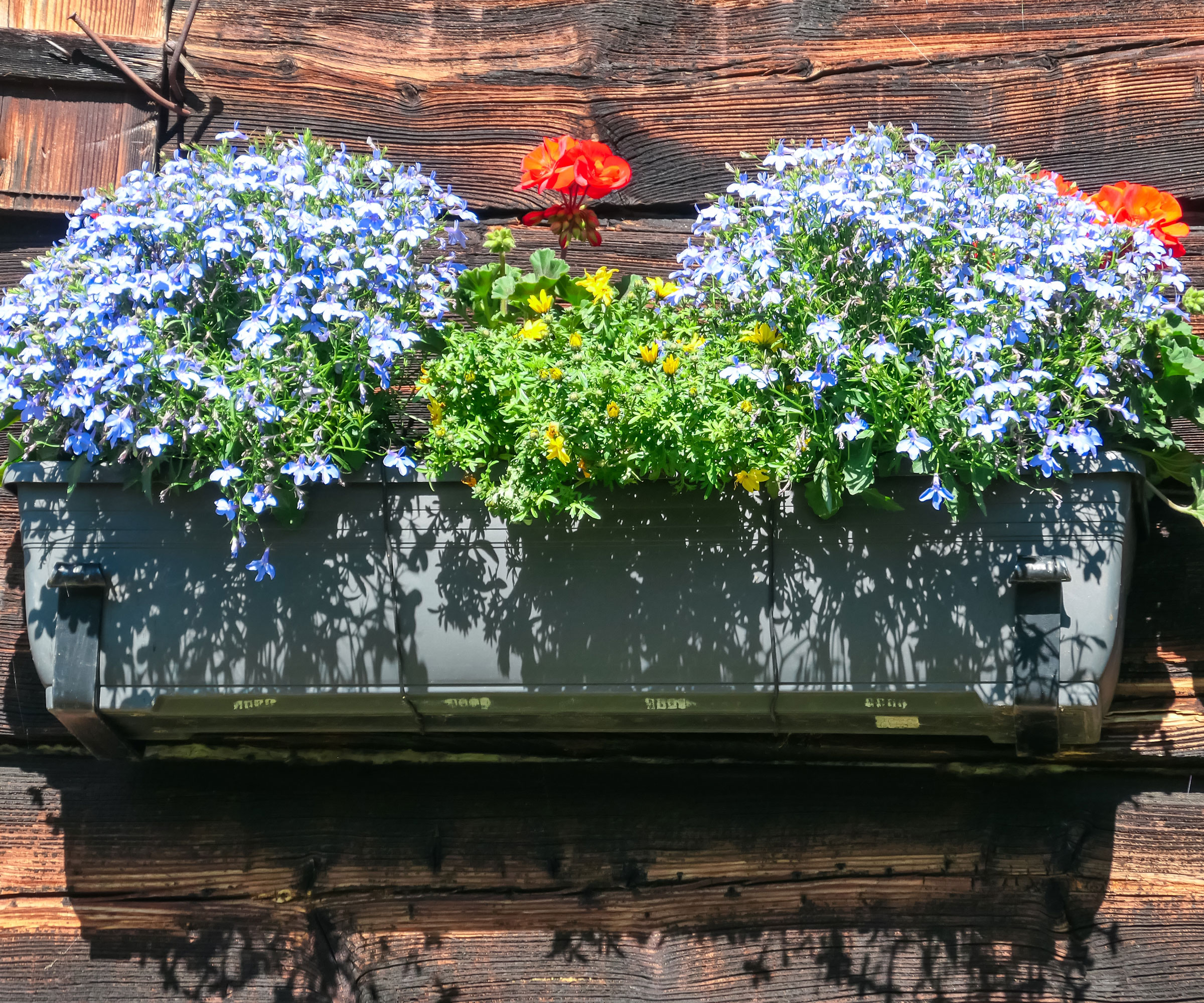 mixed perennials with geraniums in window box