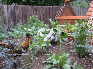 Chickens with house