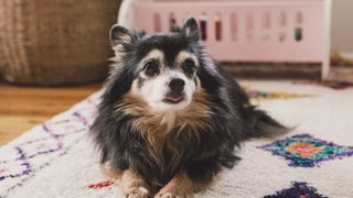 a senior long-haired chihuahua lies on a rug