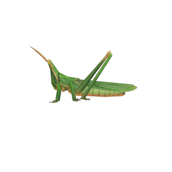 Animal Crossing New Horizons Long Locust