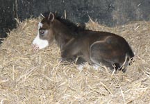 lluest_foal_1.jpg