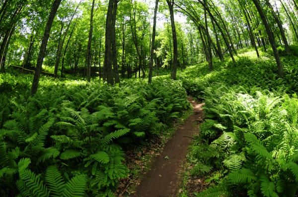 Fern Gully before the riders arrived