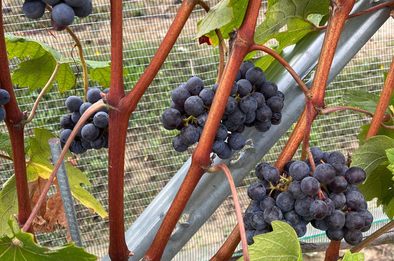 Grapes in Roberto Voerzio vineyards