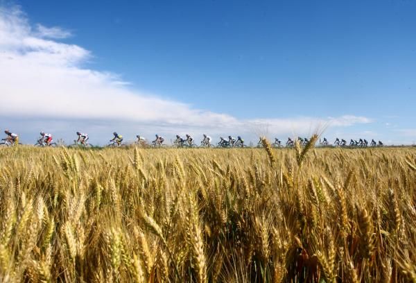 The peloton passes through the extensive fields of grain in Poland