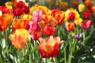 colorful tulips