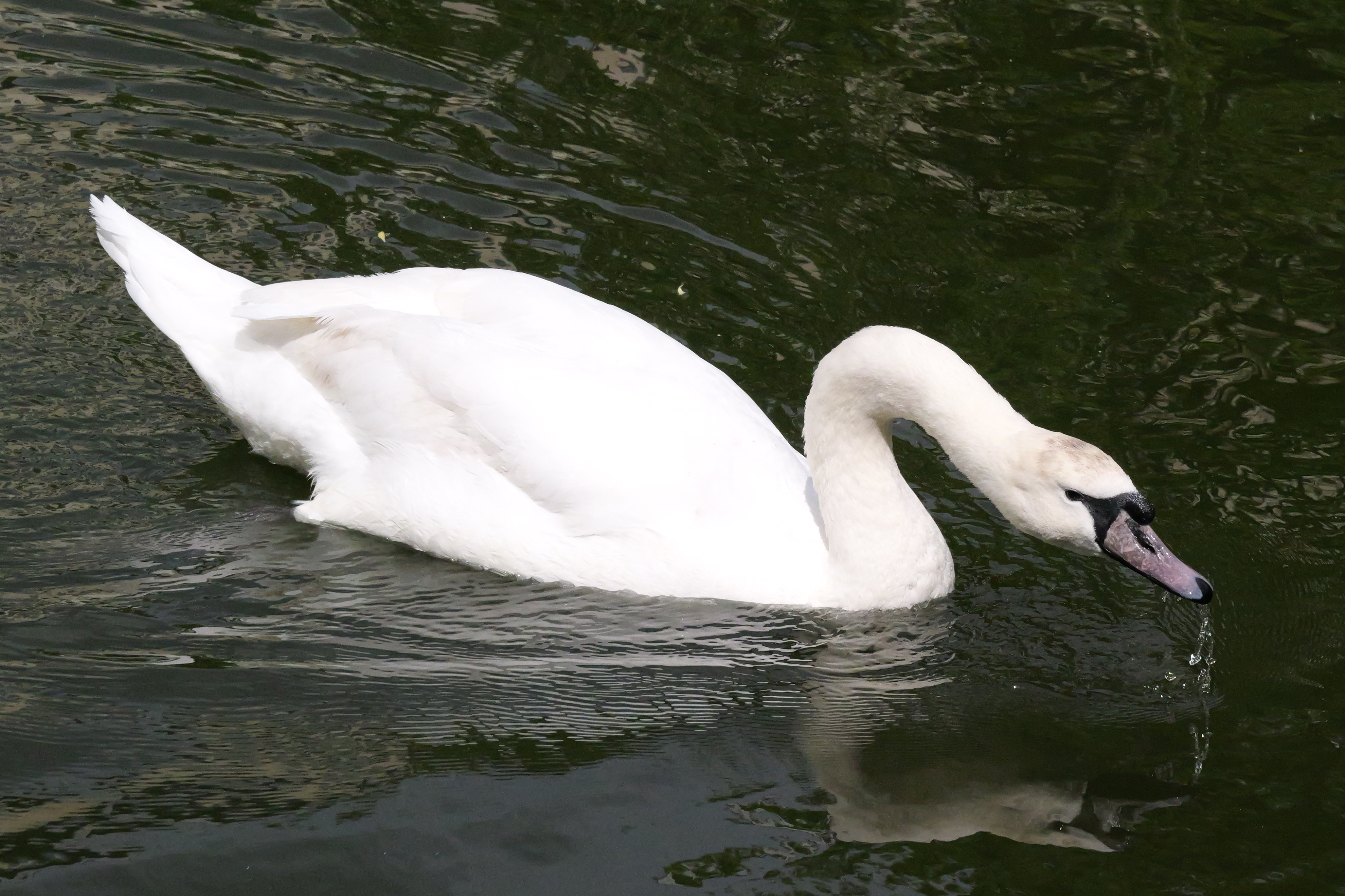 A photo taken on a Panasonic Lumix GH7 Micro Four Thirds camera