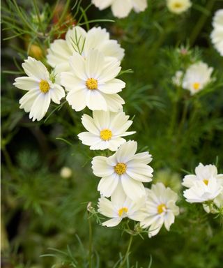 Cosmos bipinnatus 'Xanthos'