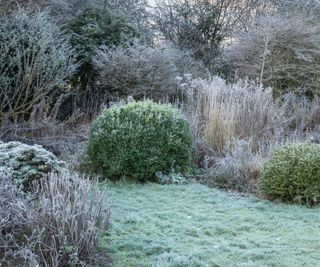 Hoar frost on a winter garden
