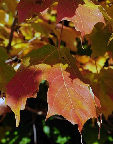 The Canadian maple leaves provide a suitable backdrop in the fall.